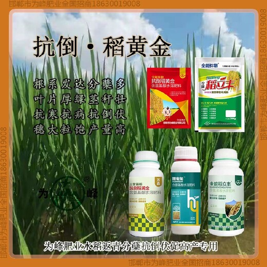增产为峰肥业水稻抗倒招商，稻黄金厂家招商水稻叶面肥