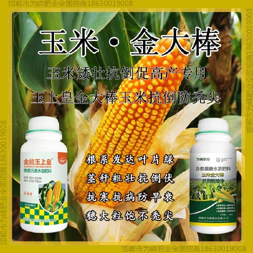 增產(chǎn)鐵桿玉米抗倒廠家金大棒玉黃金金得樂玉上皇廠家