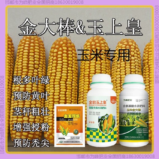 玉米玉黃金玉米抗倒功效金大棒玉黃金金得樂玉上皇廠家