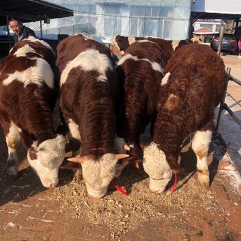 西门塔尔牛犊小母牛,500斤左右,散养肉牛