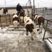 西门塔尔牛犊小母牛-免费观察-脊背宽阔