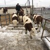 西门塔尔牛犊小母牛,300斤,散养肉牛犊