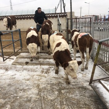 西门塔尔牛犊小母牛,300斤,散养育肥牛