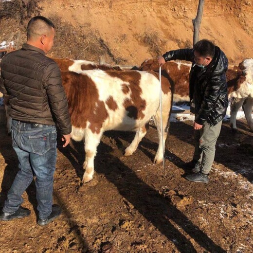 西门塔尔牛犊小母牛,500多斤,四肢强健