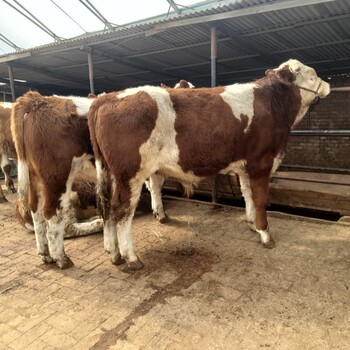 西门塔尔牛犊小母牛,500--600斤,以质论价