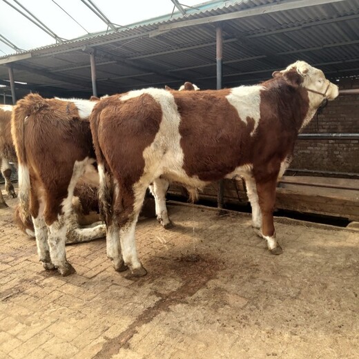 西门塔尔四代母牛-全国都可养-纯种肉牛出售
