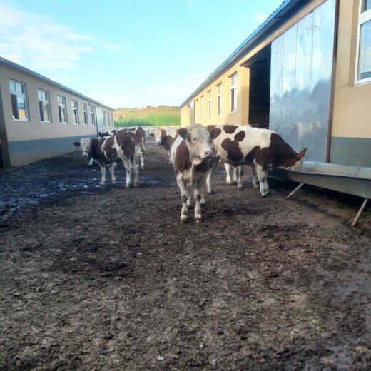 西门塔尔牛犊小母牛,五百至六百斤,提供养殖技术