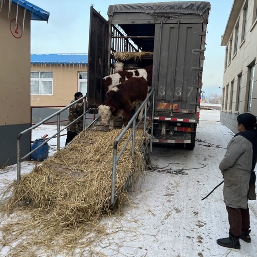 西门塔尔牛犊小母牛,600斤的,周期短