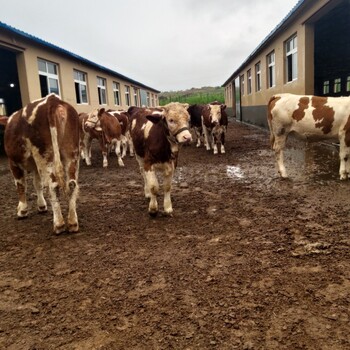 西门塔尔牛犊小母牛,500--600斤,以质论价