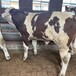西门塔尔牛犊小母牛,300--400斤,采食能力强