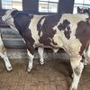 西门塔尔牛犊小母牛,300斤的,大小都有