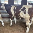 西门塔尔牛犊小母牛-可视频挑选-改良育肥小牛图片