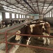 西门塔尔牛犊小母牛-可技术跟踪服务-散养育肥牛图片