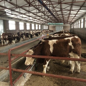 西门塔尔牛犊小母牛-可视频挑选-放山架子牛