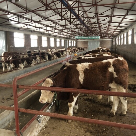 西门塔尔牛犊小母牛-数量充足-改良育肥小牛