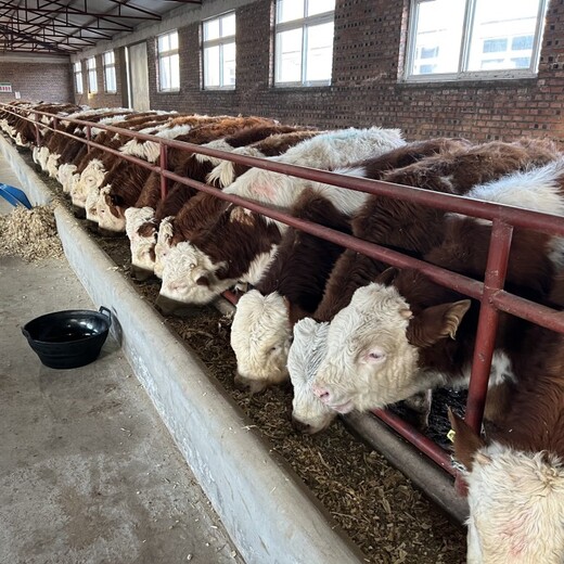 西门塔尔牛犊小母牛-纯放山牛-改良育肥小牛