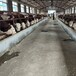 西门塔尔牛犊小母牛,500--600斤,四肢结实