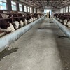 西门塔尔牛犊小母牛,600多斤的,散养育肥牛