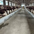 西门塔尔牛犊小母牛,500--600斤,四肢结实图片