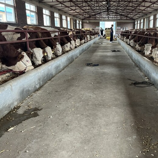 西门塔尔牛犊小母牛,五百斤的,可视频挑选