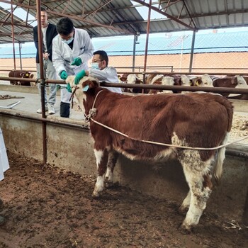 西门塔尔牛犊小母牛,五之六个月,周期短