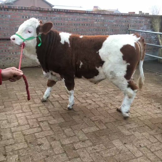 西门塔尔牛犊小母牛-提供养殖技术-饲养简单