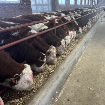 西门塔尔牛犊小母牛,四百斤至五百斤,饲养简单
