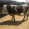 西门塔尔牛犊小母牛-全国发货-散养肉牛