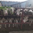 西门塔尔四代母牛-可技术跟踪服务-纯种肉牛出售图片