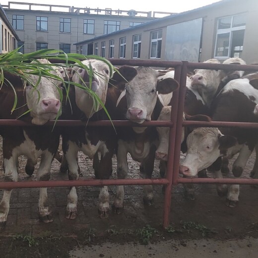 西门塔尔牛犊小母牛,五百多斤,脊背宽阔