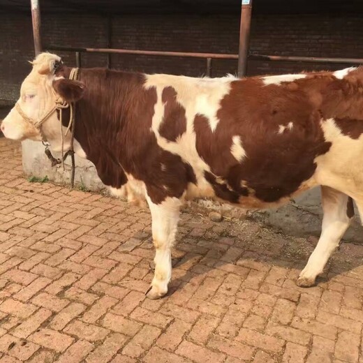 西门塔尔牛犊小母牛,五百多斤,体格大脂肪少