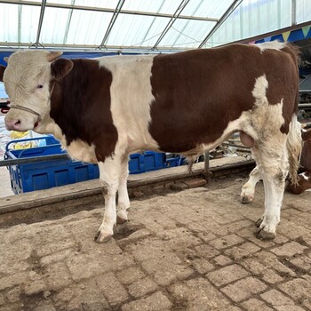 西门塔尔牛犊小母牛-提供技术-体型骨架大