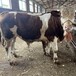 西门塔尔牛犊小母牛,500斤,存栏量大