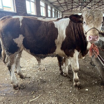 西门塔尔牛犊小母牛,五百多斤,体型骨架大