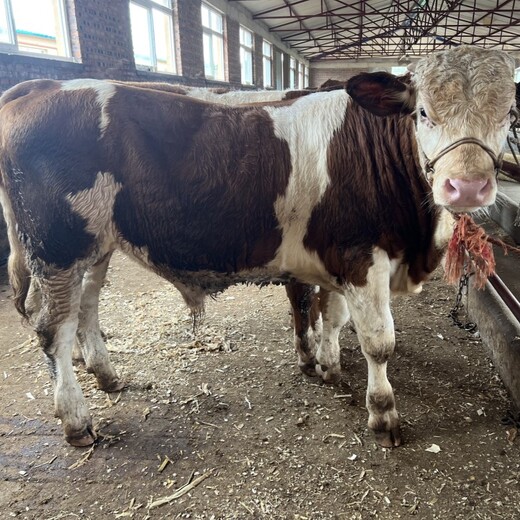 西门塔尔牛犊小母牛,600多斤的,采食能力强