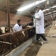 西门塔尔牛犊小母牛-可技术跟踪服务-散养肉牛犊图片