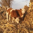 西门塔尔牛犊小母牛,三百斤的,自养自销图片