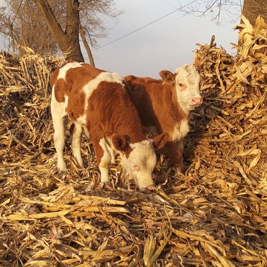 西门塔尔牛犊小母牛,三百至四百斤,免费观察