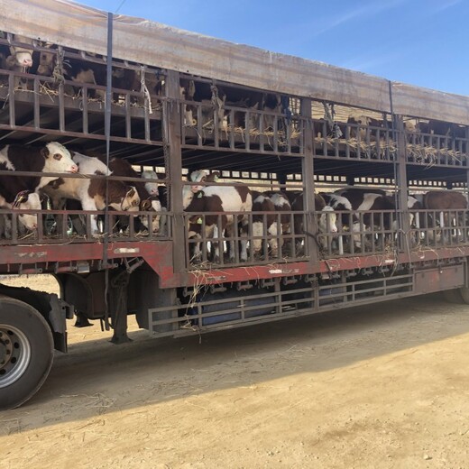 西门塔尔牛犊小母牛,300斤的,数量充足