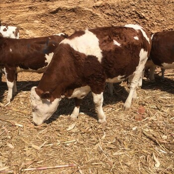 西门塔尔四代母牛-各规格都有-生态散养