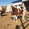 西门塔尔牛犊小母牛,五之六个月,采食能力强