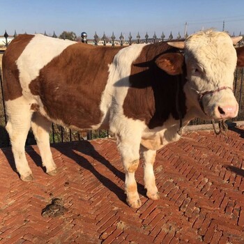 西门塔尔牛犊小母牛,400多斤,可技术跟踪服务