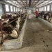 西门塔尔牛犊小母牛-提供技术-适应性强