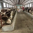西门塔尔牛犊小母牛-免费观察-饲养简单图片