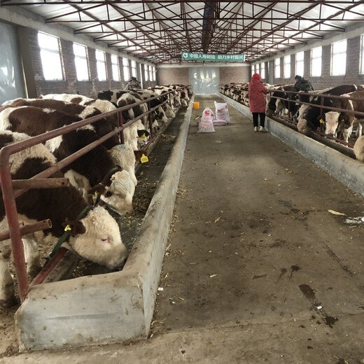 西门塔尔牛犊小母牛,五百斤至六百斤,全国发货