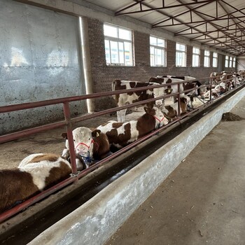 西门塔尔牛犊小母牛,四百斤的,出栏快