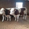 西门塔尔牛犊小母牛,五百斤的,红白花的