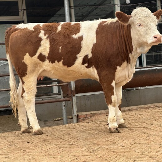 西门塔尔牛犊小母牛,400至500斤,采食能力强