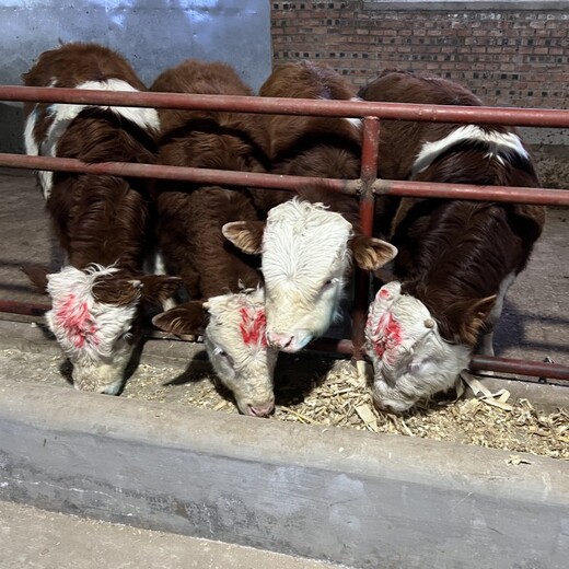 西门塔尔牛犊小母牛,300至400斤,提供养殖技术