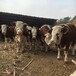 西门塔尔牛犊小母牛,500多斤,产肉量高